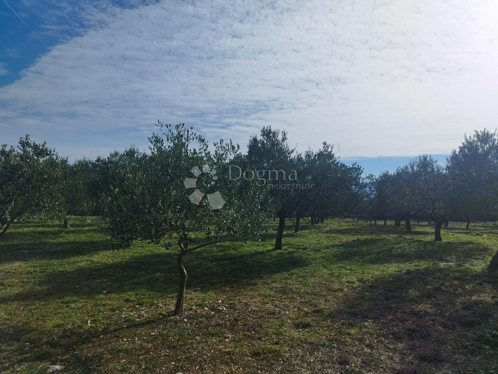 otok krk - maslinik - 320 stabala maslina - slika 2
