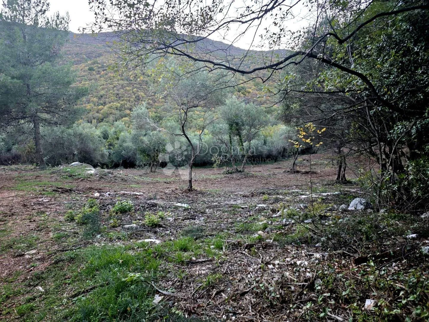 labin,okolica,,poljoprivredno zemljište (maslinik i šuma) ,graniči sa građevinskim,samo u našoj ponudi - slika 3