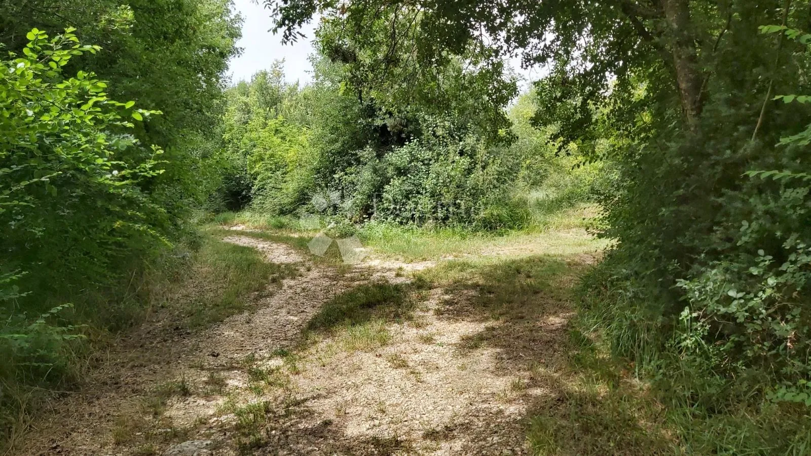 maslinik s preko 500 stabala maslina, okolica kanfanara - slika 7