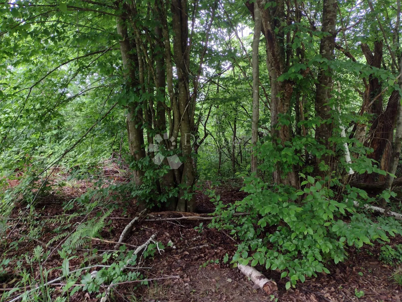 zemljište za eko poljoprivredu, dugo selo lasinjsko - slika 4