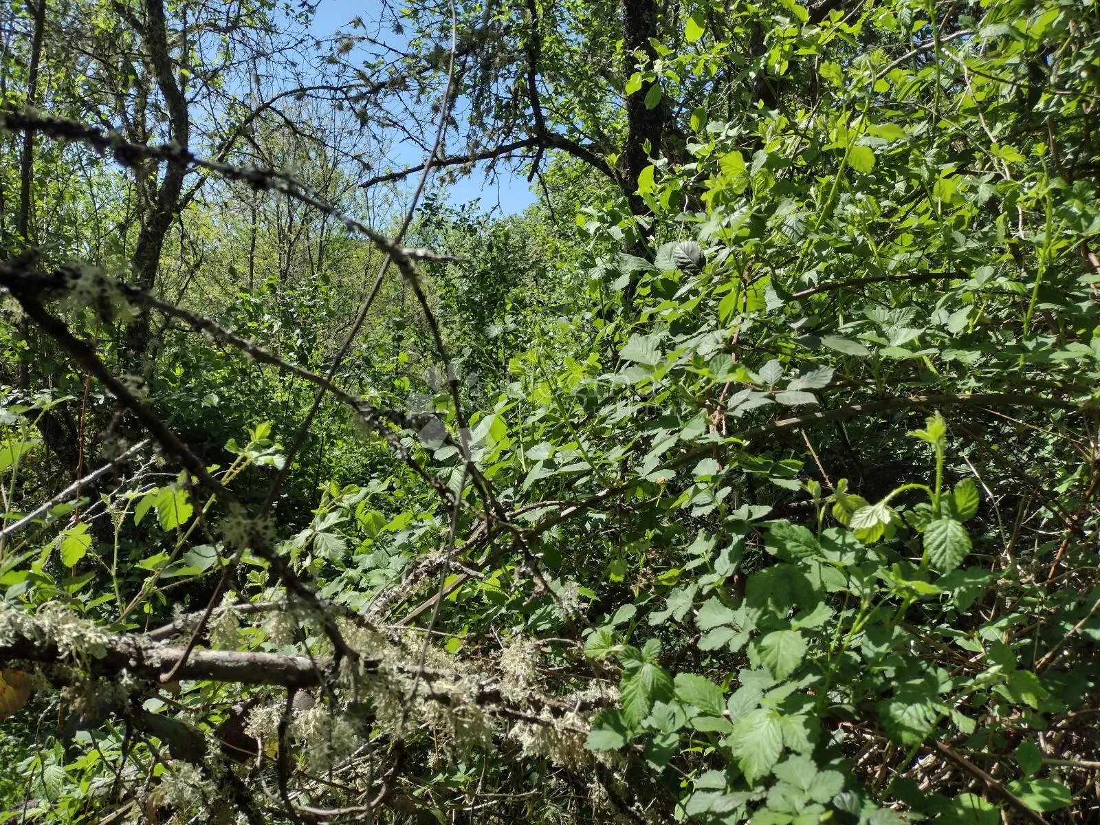 zemljište odlično, kuća loša, okolica daleko od bilo čega urbanog - slika 14
