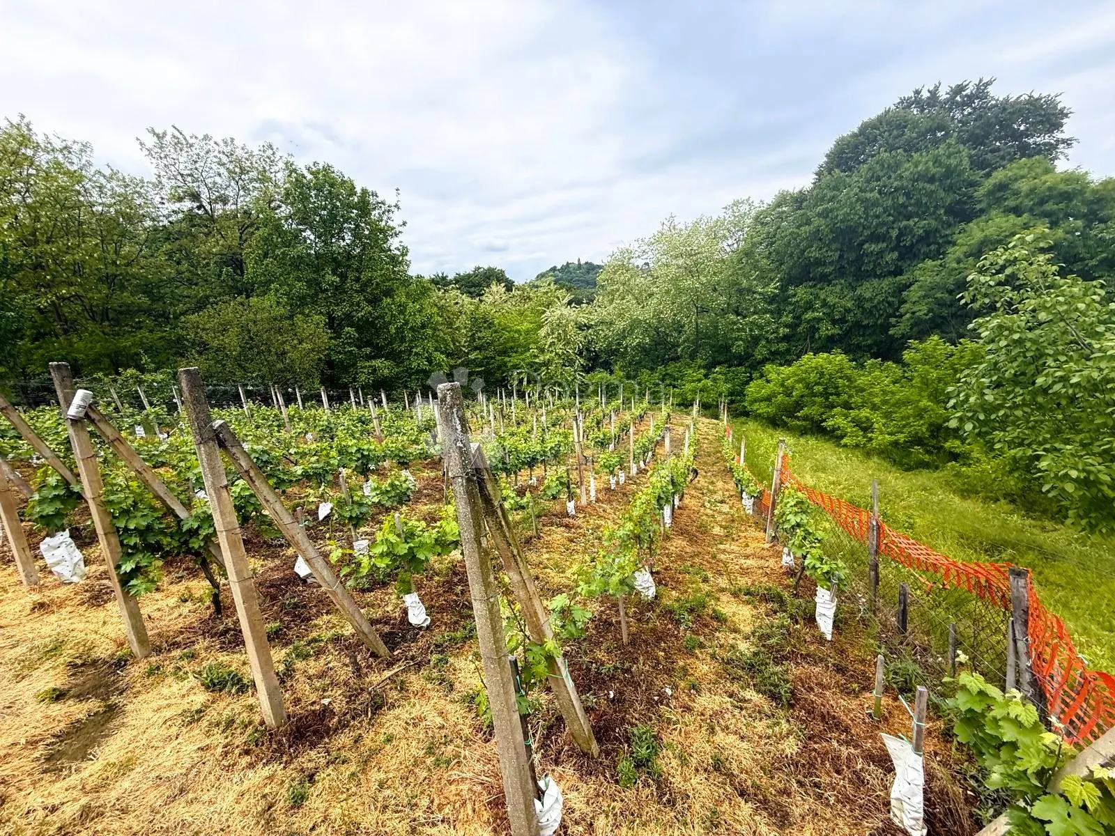 kuća za adaptaciju s vinogradom i šumom - slika 11