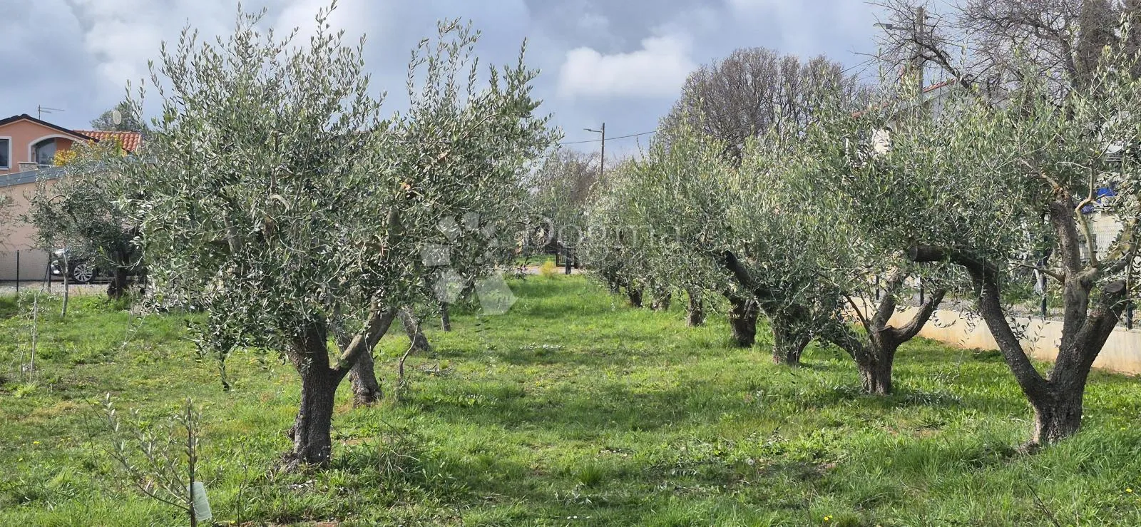 maslinik sa kamenim kažunom površine 15 m2, 1,5 km od mora - slika 13