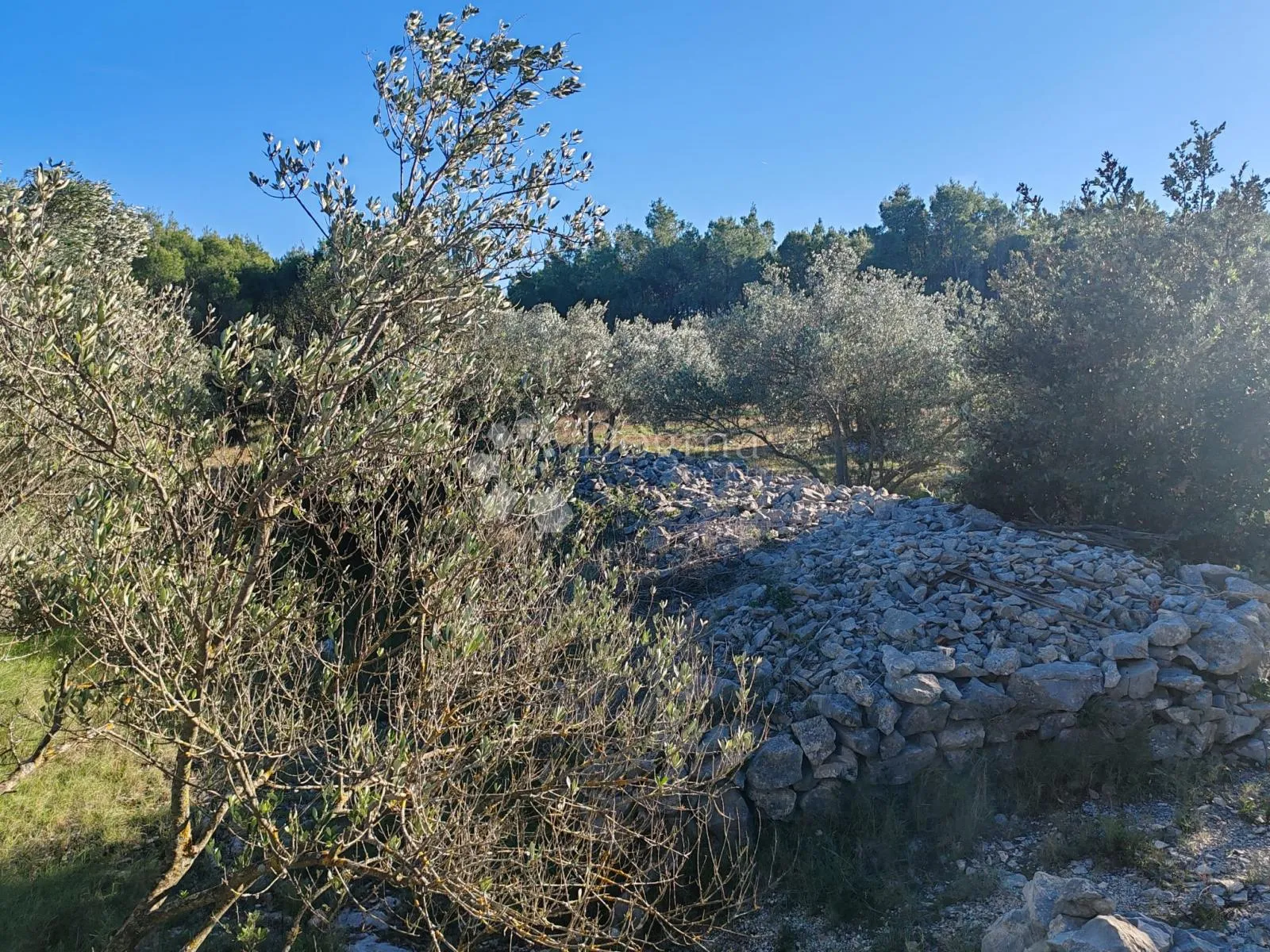 zablaće - šibenik - maslinik - slika 8