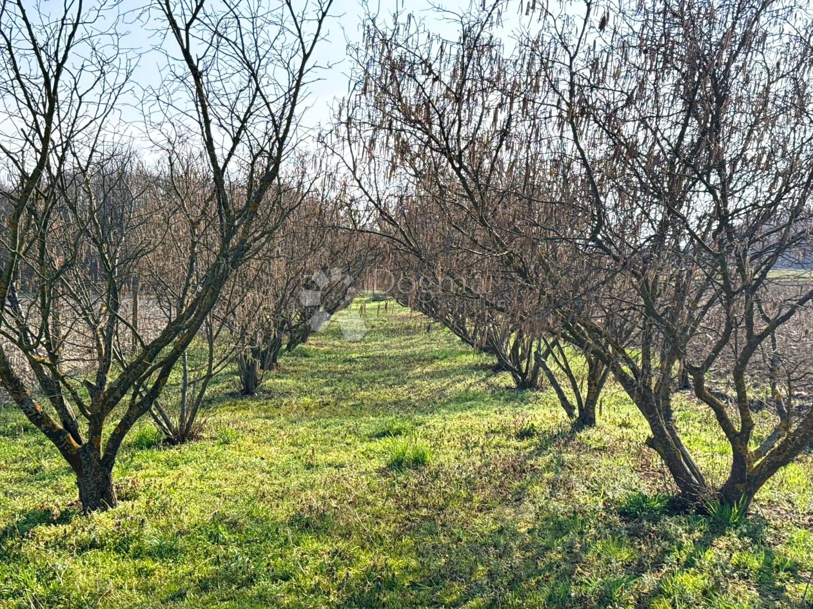 nasad lješnjaka (istarski + rimski) = kvaliteta + prinos | 1063 m² - slika 2
