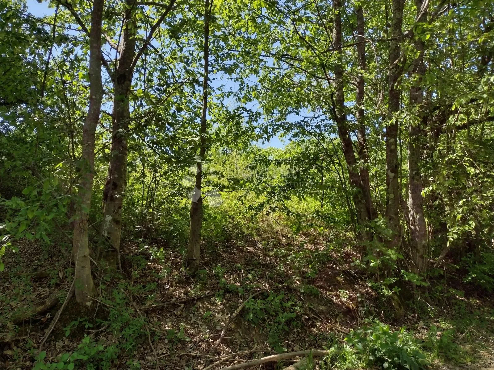zemljište odlično, kuća loša, okolica daleko od bilo čega urbanog - slika 5