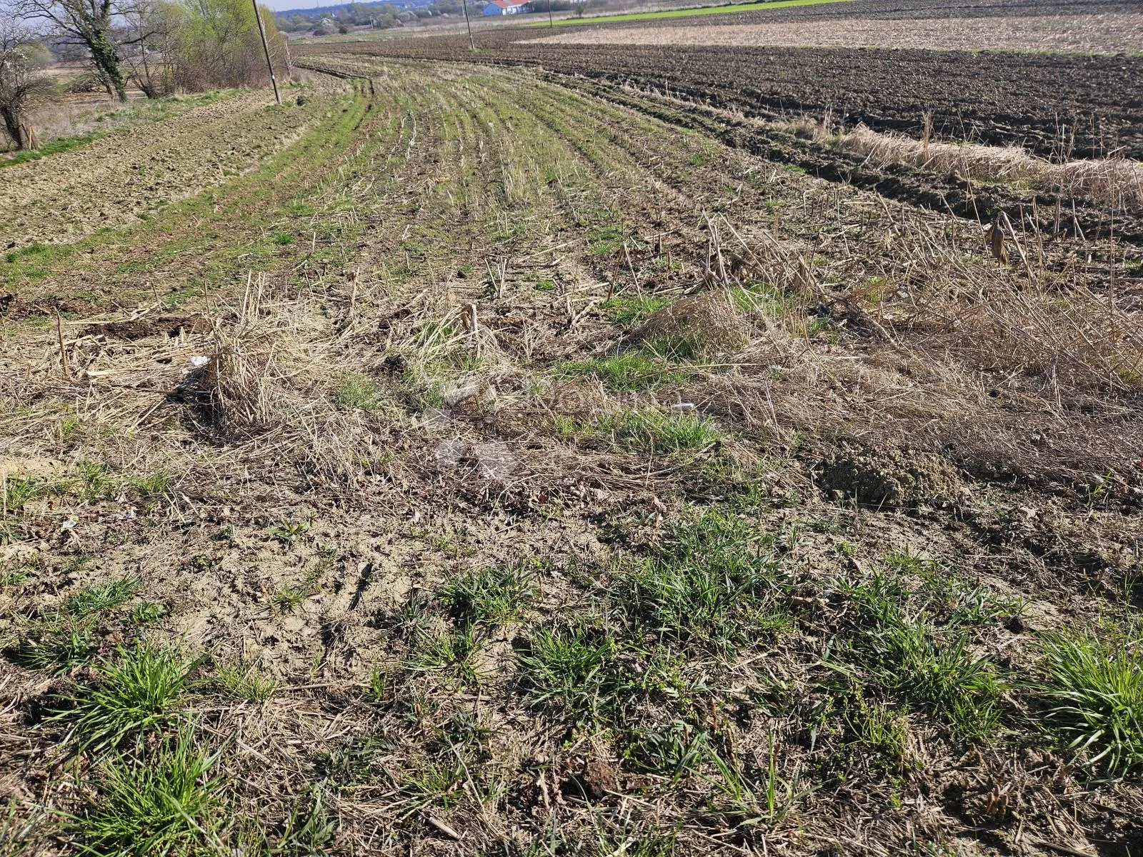 građevinsko zemljište u beretincu - slika 2