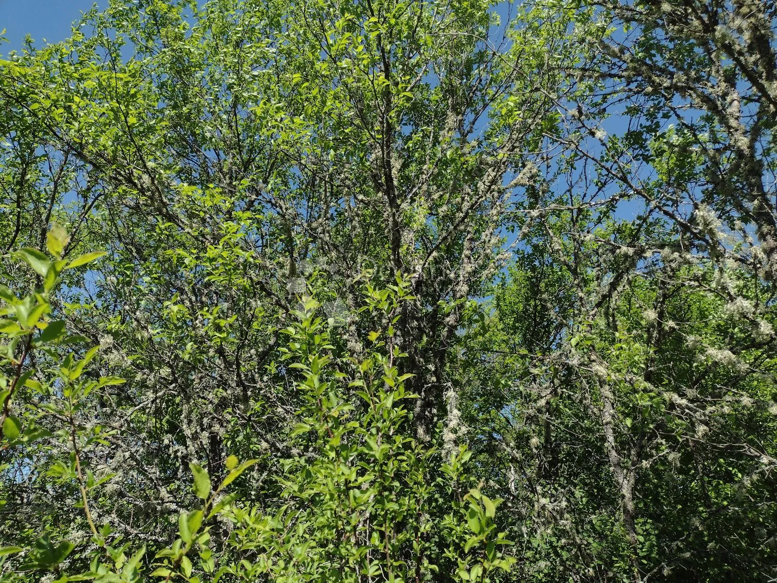započeta gradnja na osami, izvor, 4ha - slika 8