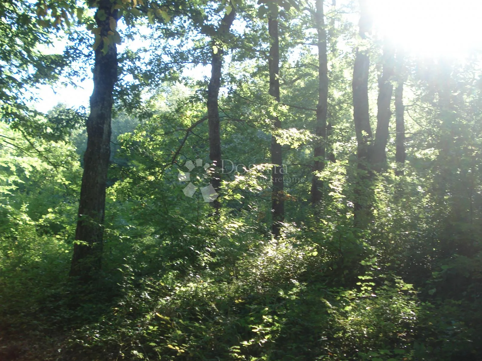 3 hektara kvalitetne šume – Tomingaj, Općina Gračac - Tomingaj, Gračac