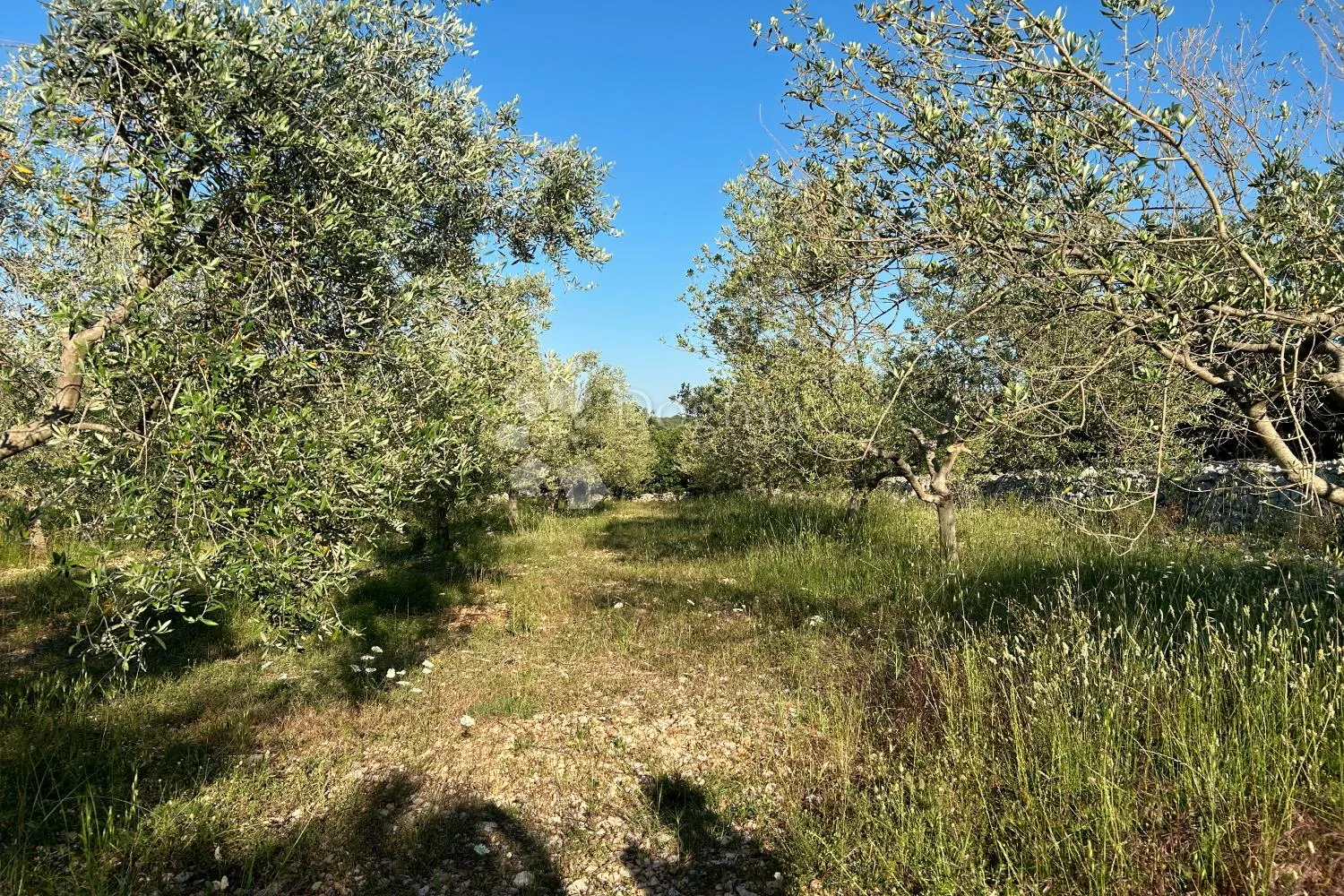 rovinj – perfektan maslinik 5 km od rovinja - slika 5