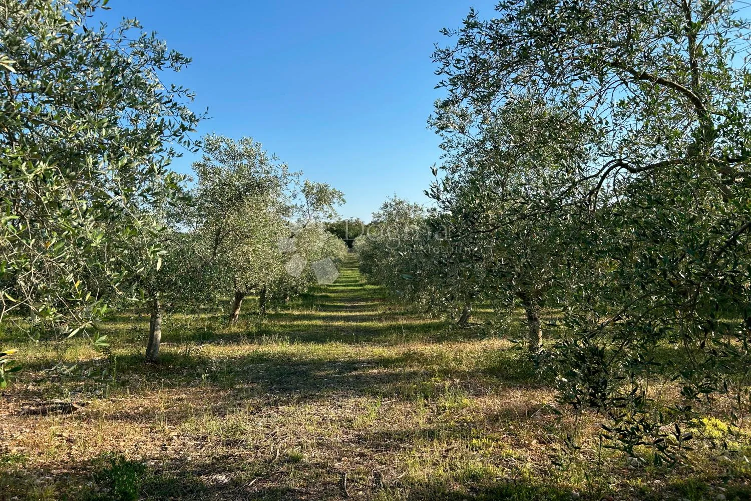 rovinj – perfektan maslinik 5 km od rovinja - slika 12