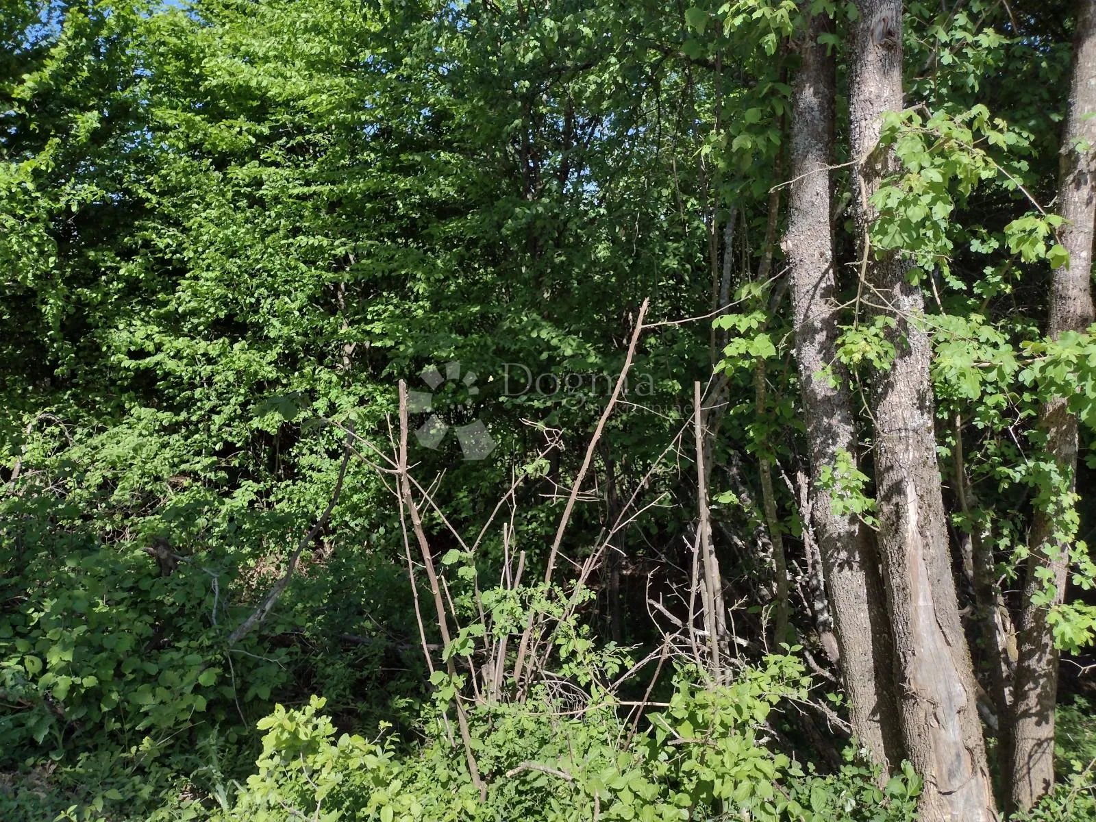 zemljište odlično, kuća loša, okolica daleko od bilo čega urbanog - slika 4