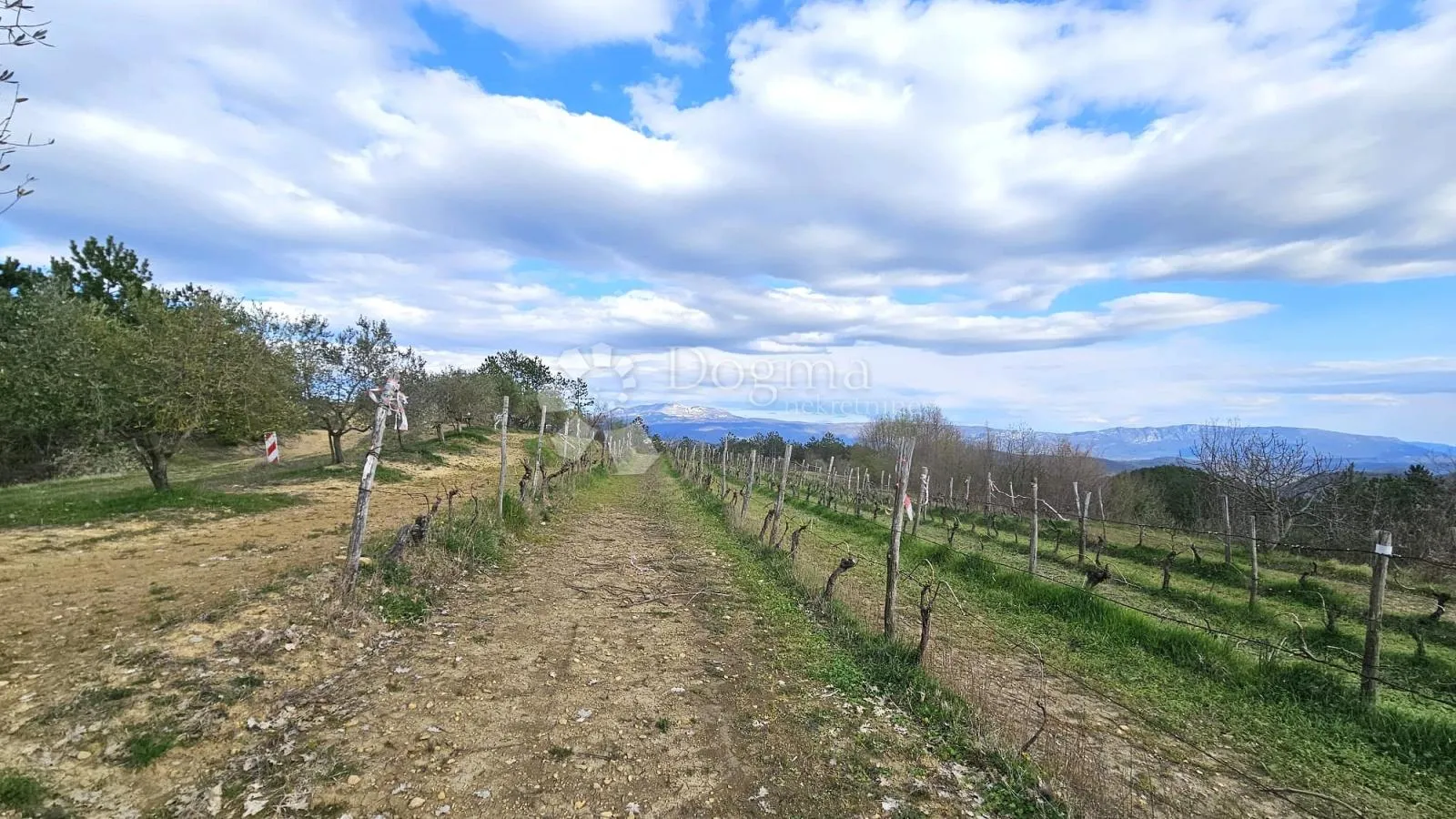 vinograd u oloici pazina - pogled na učku i more - slika 3