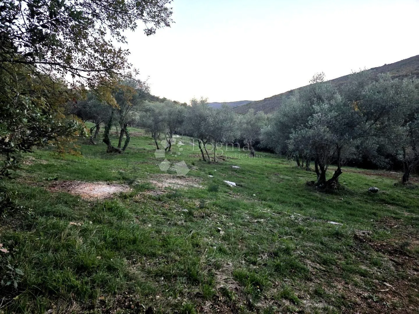 labin,okolica,,poljoprivredno zemljište (maslinik i šuma) ,graniči sa građevinskim,samo u našoj ponudi - slika 4