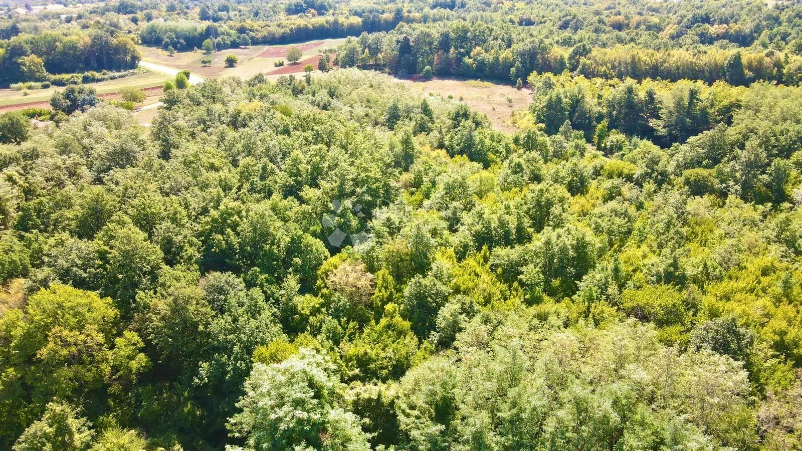 prostrana šuma površine 11669m2, blizina naselja!! - slika 4
