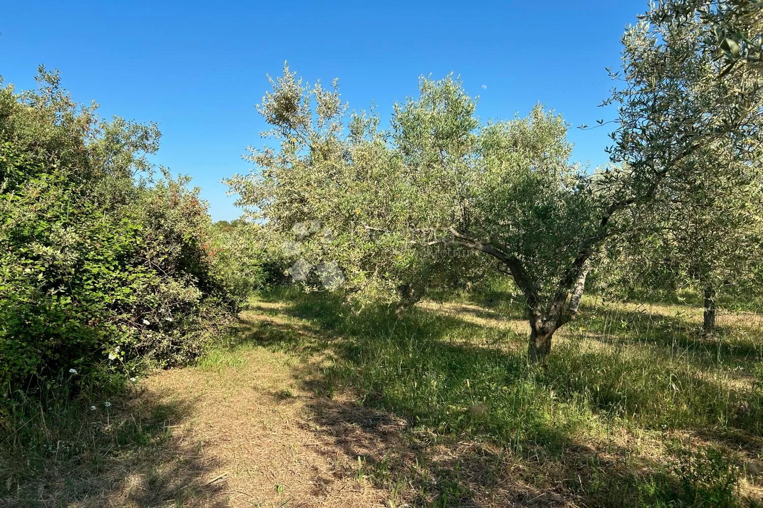 rovinj – rjetkost, odličan maslinik 300 m od mora - slika 11