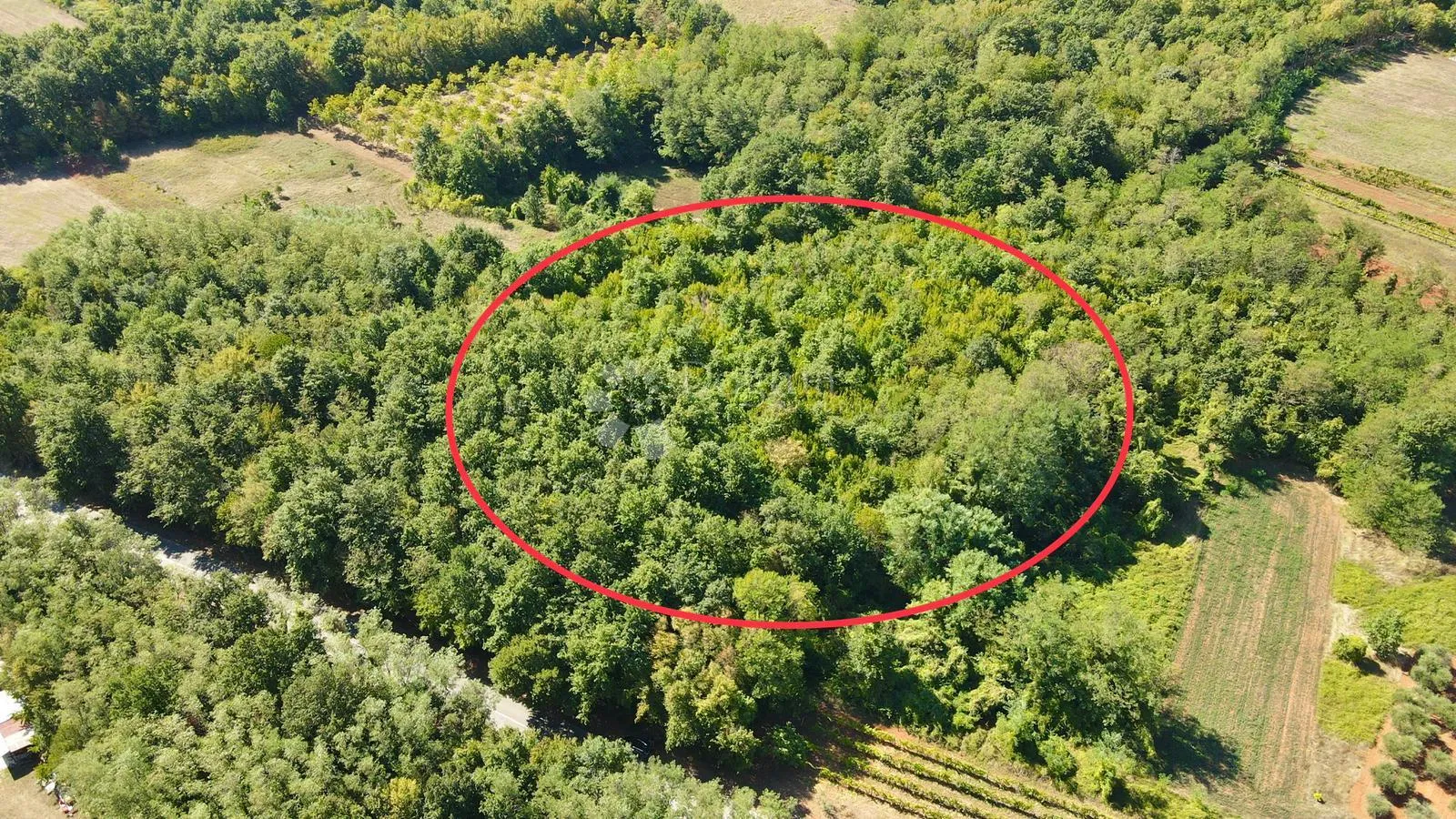 prostrana šuma površine 11669m2, blizina naselja!! - slika 3