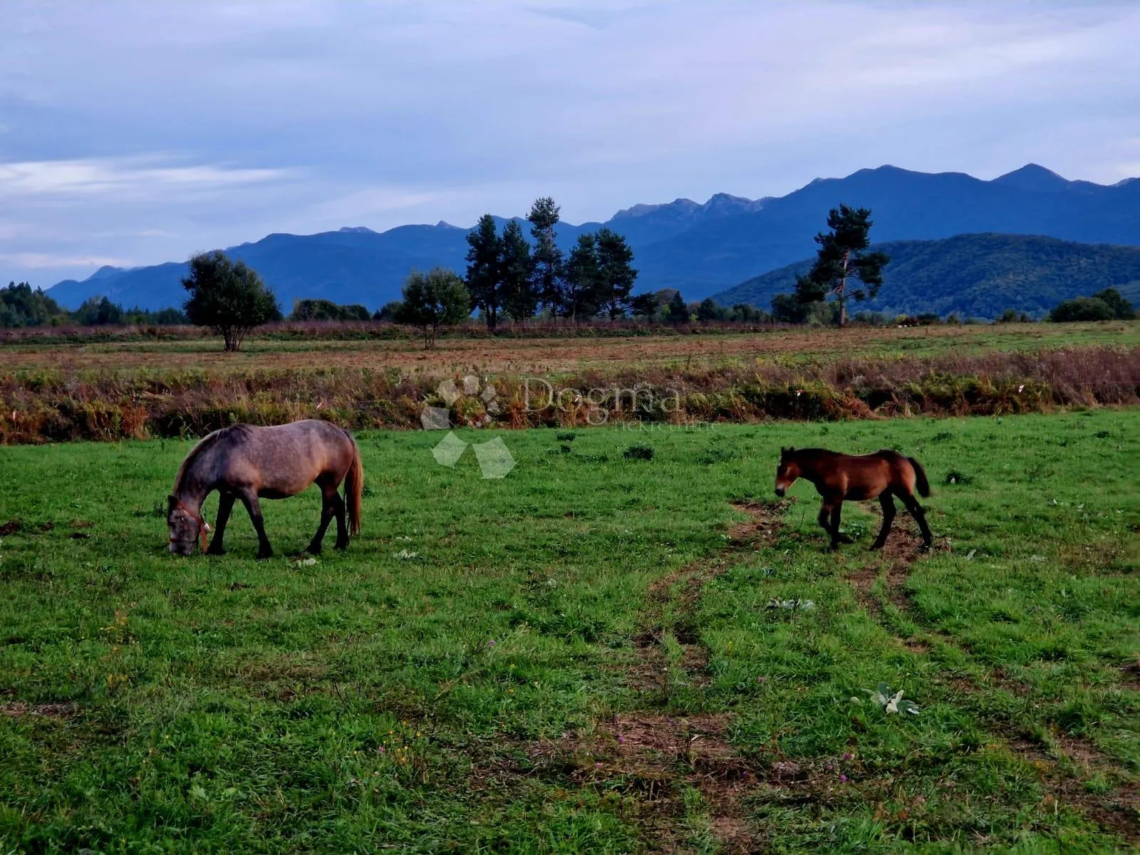 GRAĐEVINSKO ZEMLJIŠTE DIVOSELO 50093 m2 - Divoselo, Gospić