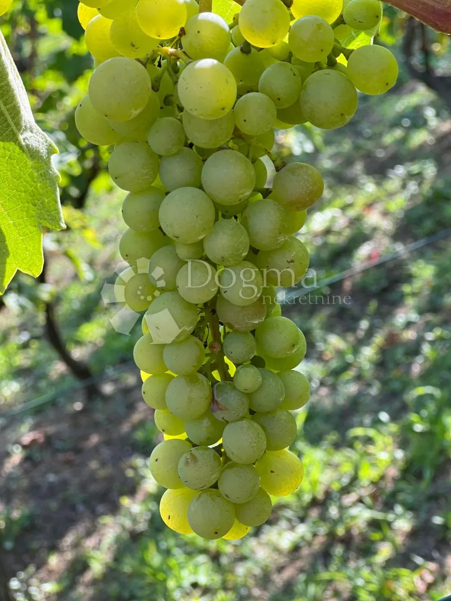 klijet s vinogradom i voćnjakom, 3814m2 - slika 16