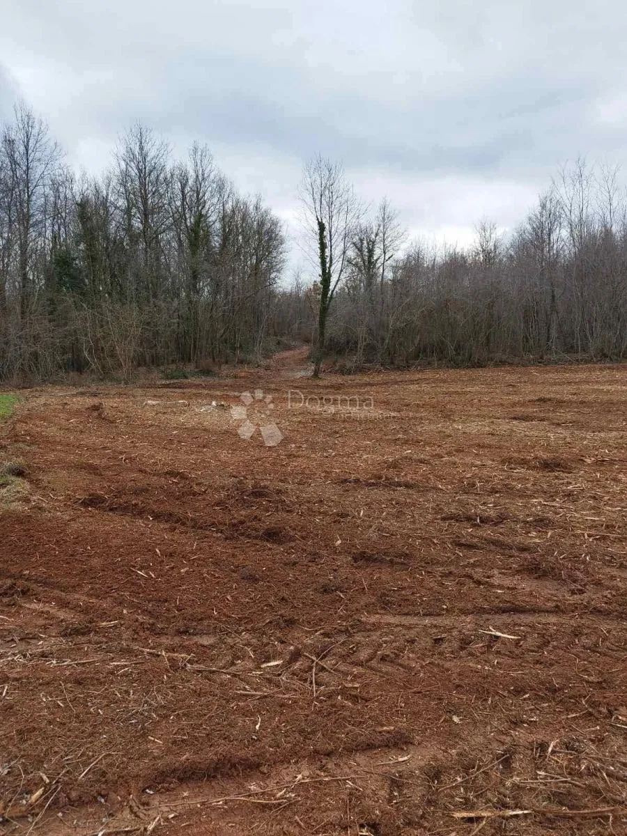 prostrana šuma površine 11669m2, blizina naselja!! - slika 7