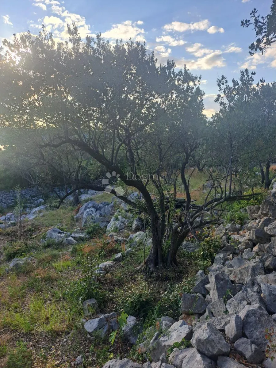 vaš kutak mediterana – maslinik s pogledom na more - slika 6