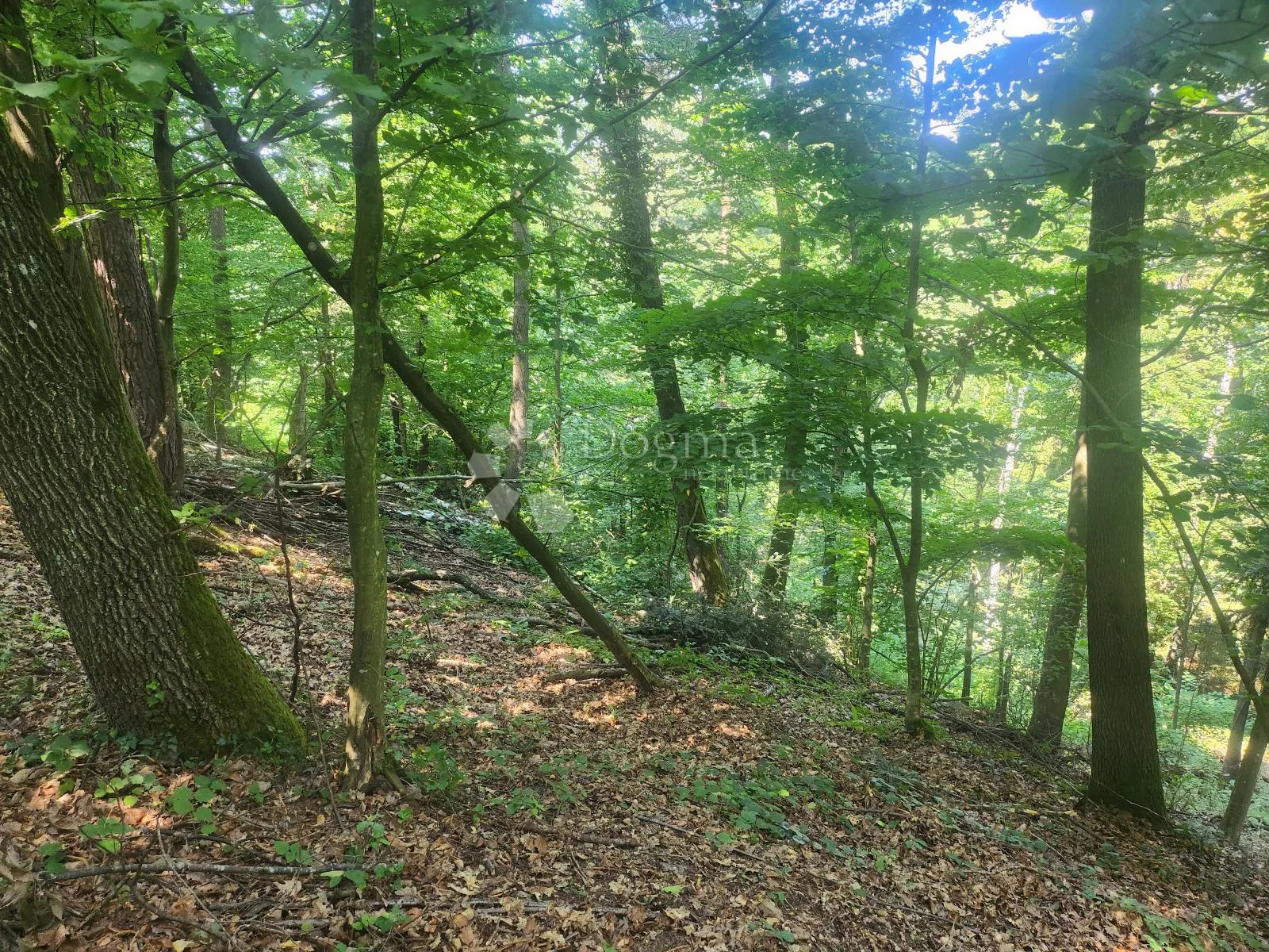 36.192m² zemljišta, šuma i oranice po atraktivnoj cijeni! - slika 5