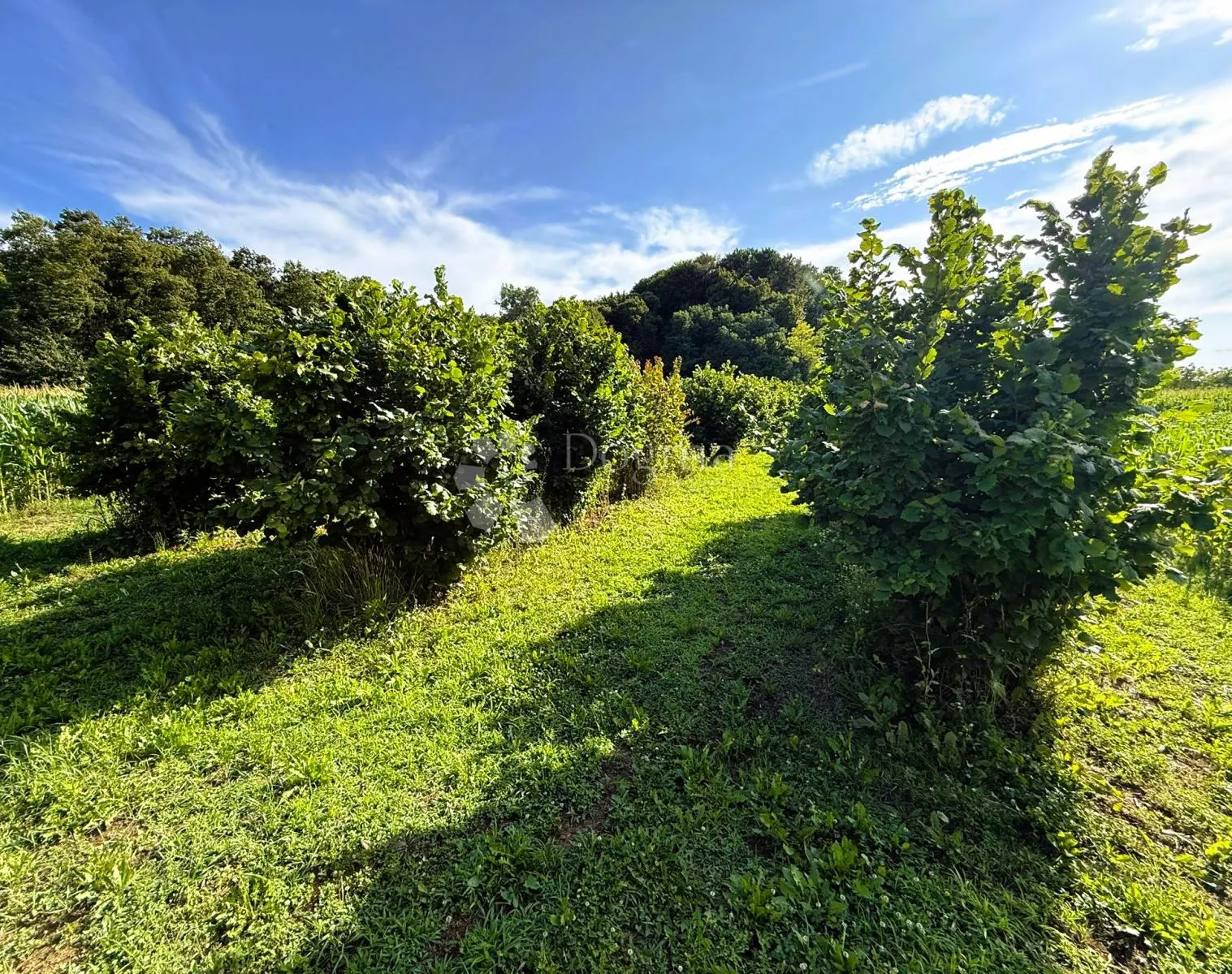 lješnjaci + poticaji = pametna kupnja! 1583 m² - slika 3