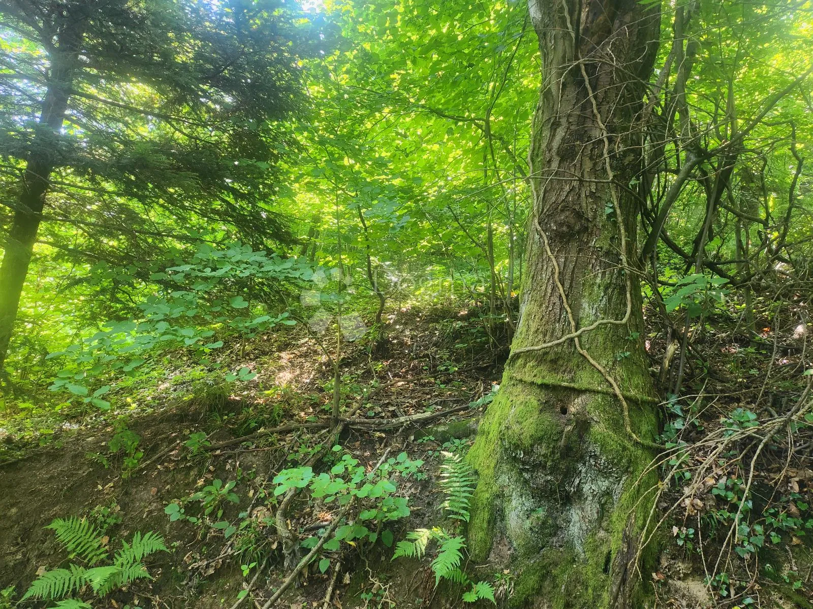 šuma 15.966m² na području maclja - slika 2