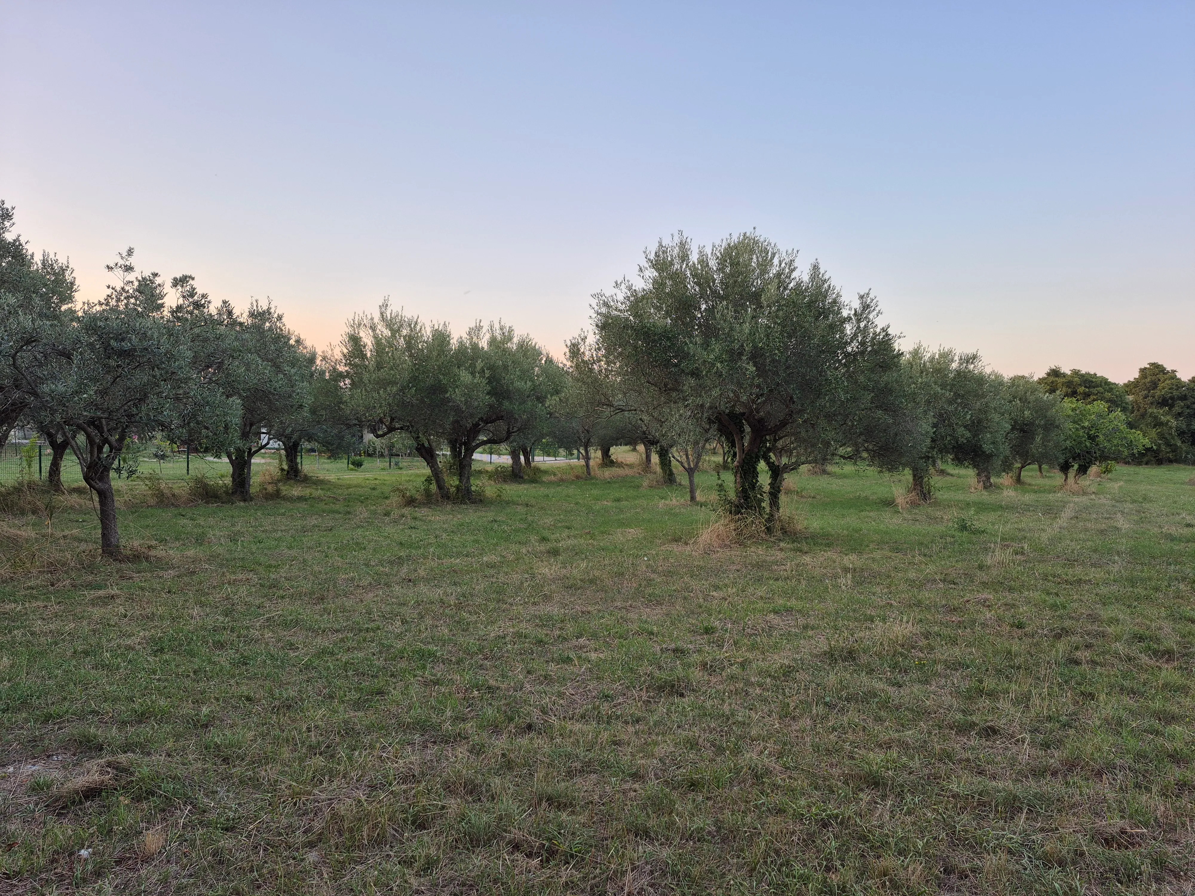 maslinik mali vareški - 4000 m od mora duga uvala - slika 6
