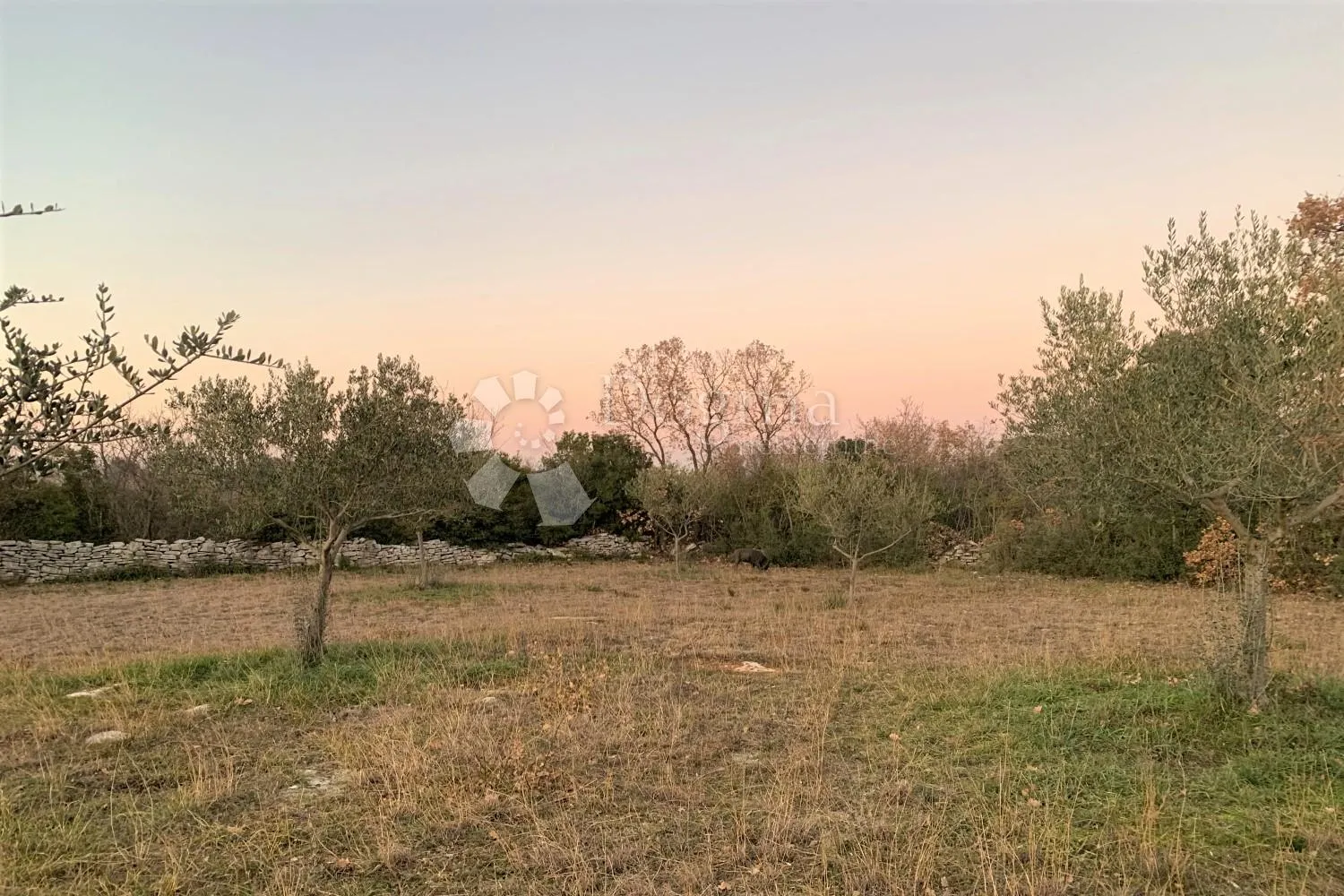 bale – maslinik i šuma 3 km od mora - slika 6