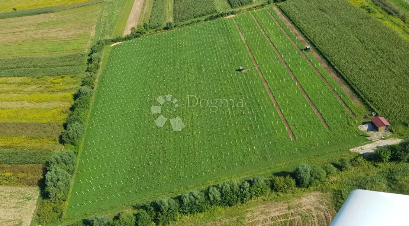 investicijska prilika – uhodana plantaža eko borovnice (3,5 ha, 12.000 sadnica) - slika 2