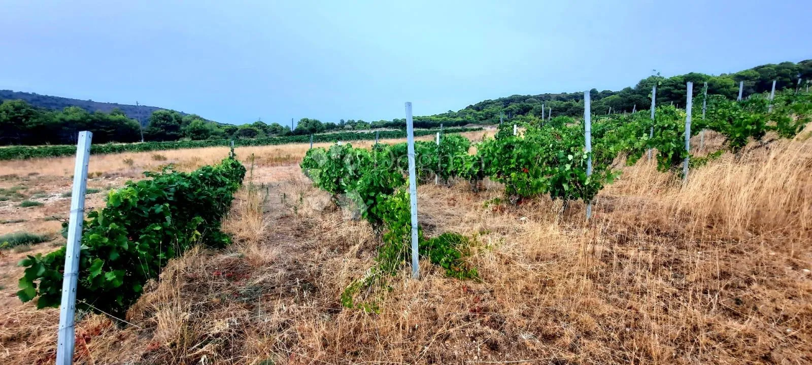 otok vis - izniman posjed s kamenom starinom za adaptaciju ! - slika 9