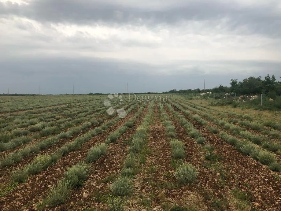 plodno poljoprivredno zemljište 21 ha – gornje raštane, lavanda, eu fondovi - slika 2