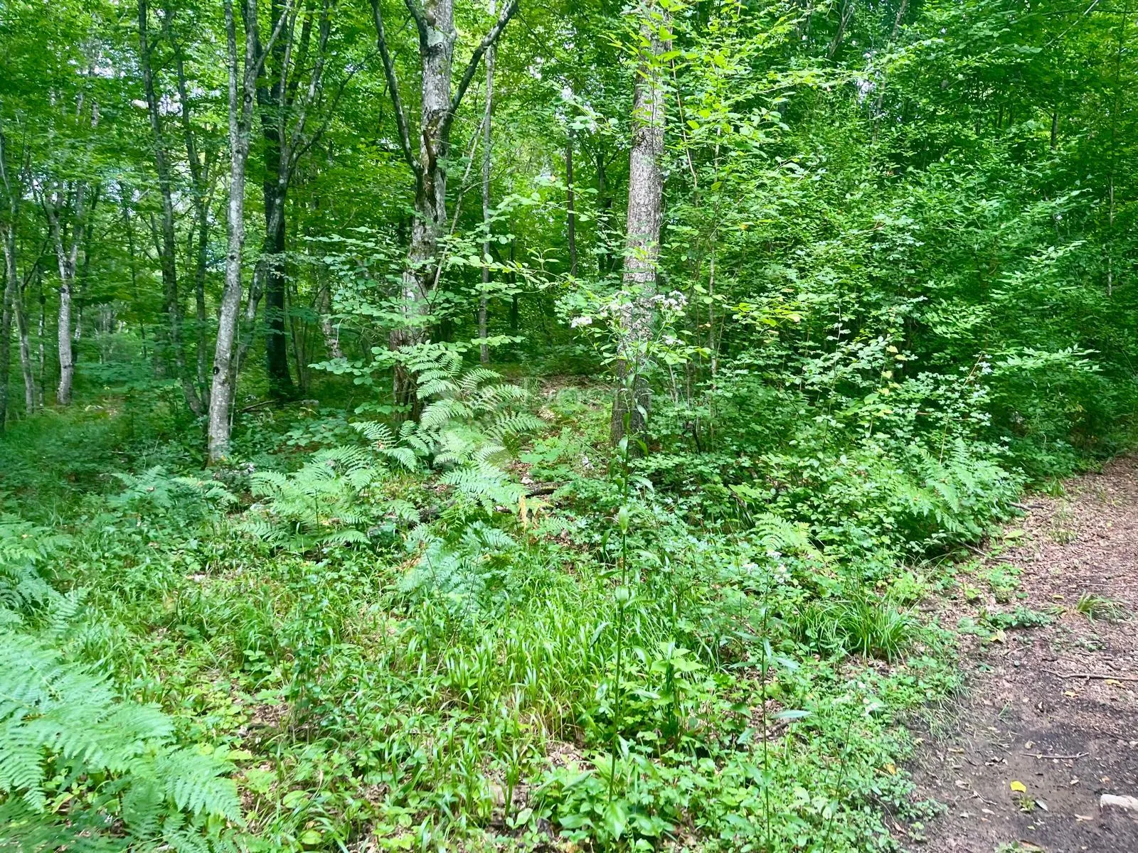 zemljište s vizijom – 20 ha netaknute prirode 10 minuta od plitvičkih jezera - slika 4