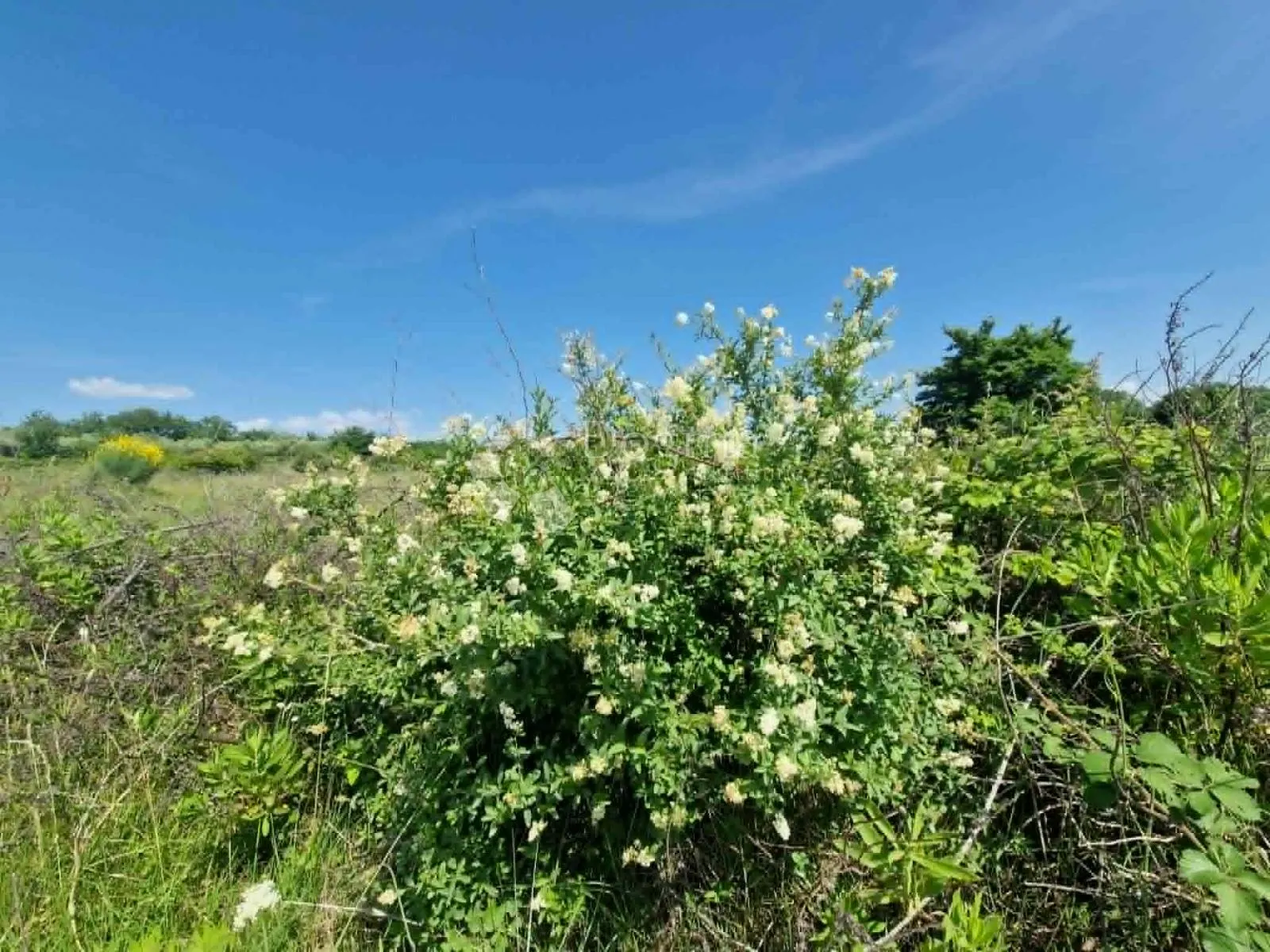 MURVICA - Poljoprivredno zemljište 2182 m2 - Murvica, Poličnik