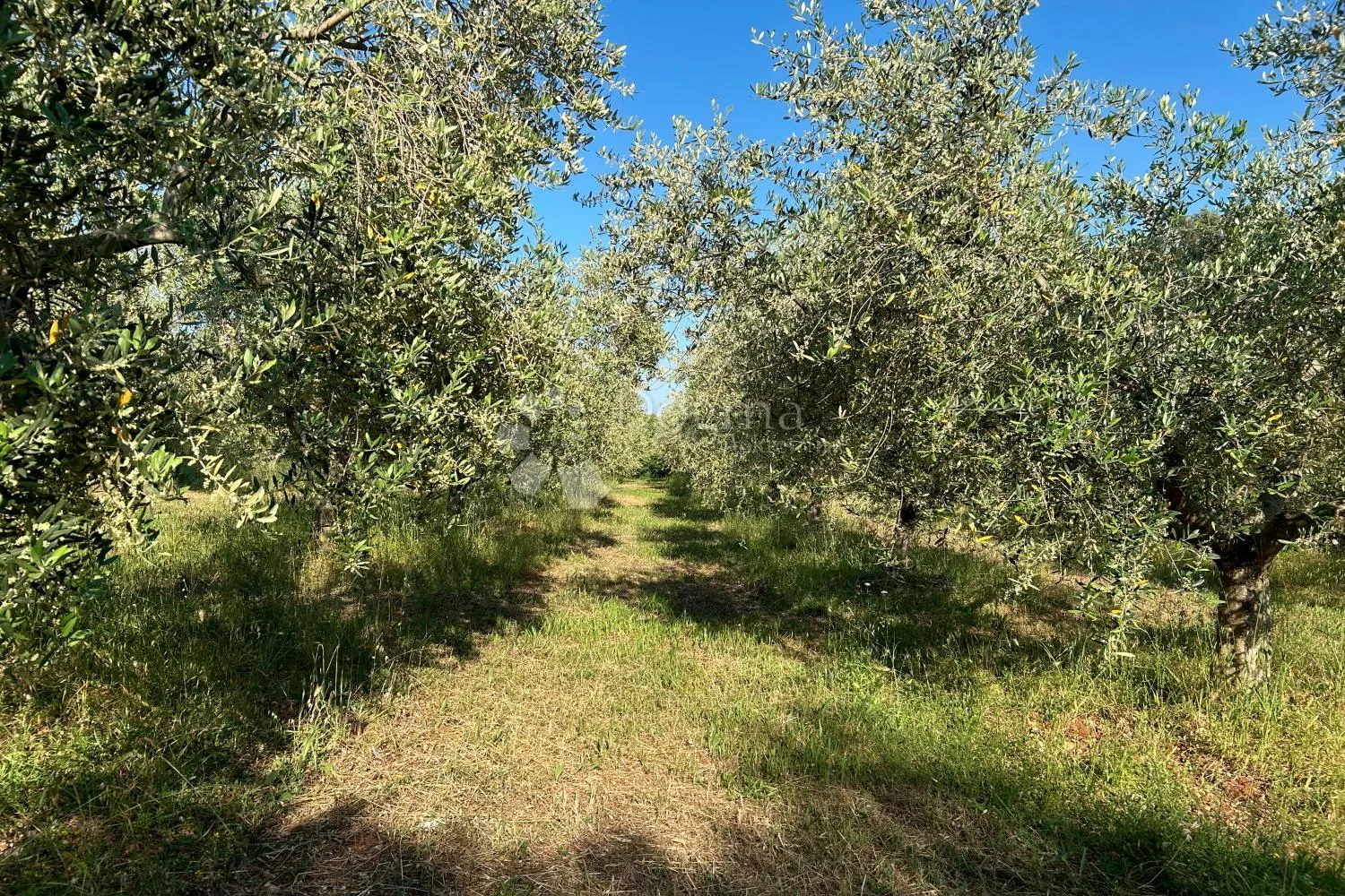 rovinj – rjetkost, odličan maslinik 300 m od mora - slika 4