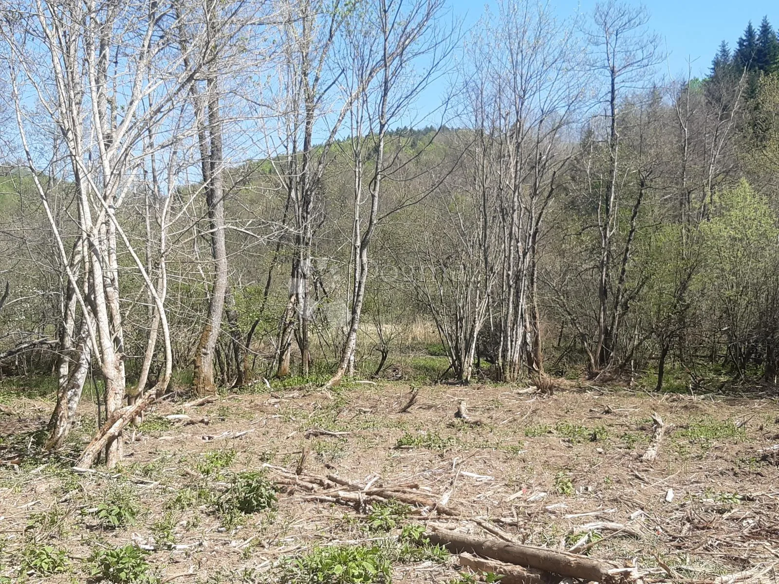 pošumljeno zemljište kod plaškog - slika 1