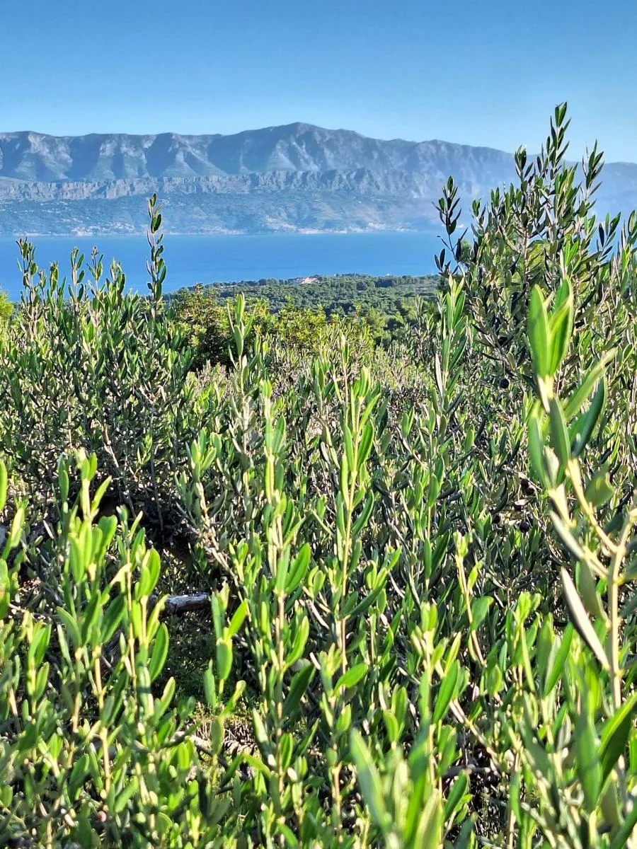 poljoprivredno zemljište na odličnoj lokaciji – mirca, brač - slika 3