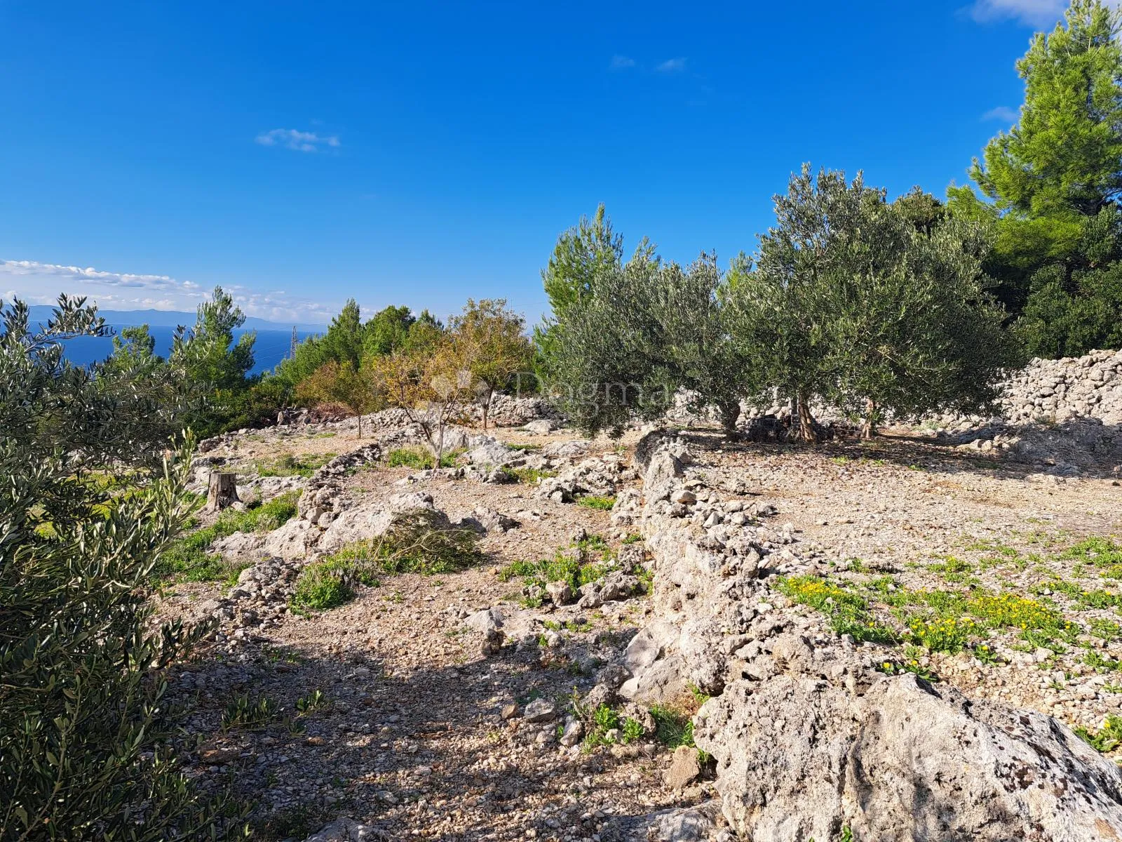 uređeni maslinik s predivnim pogledom – 896 m², podgora - slika 4