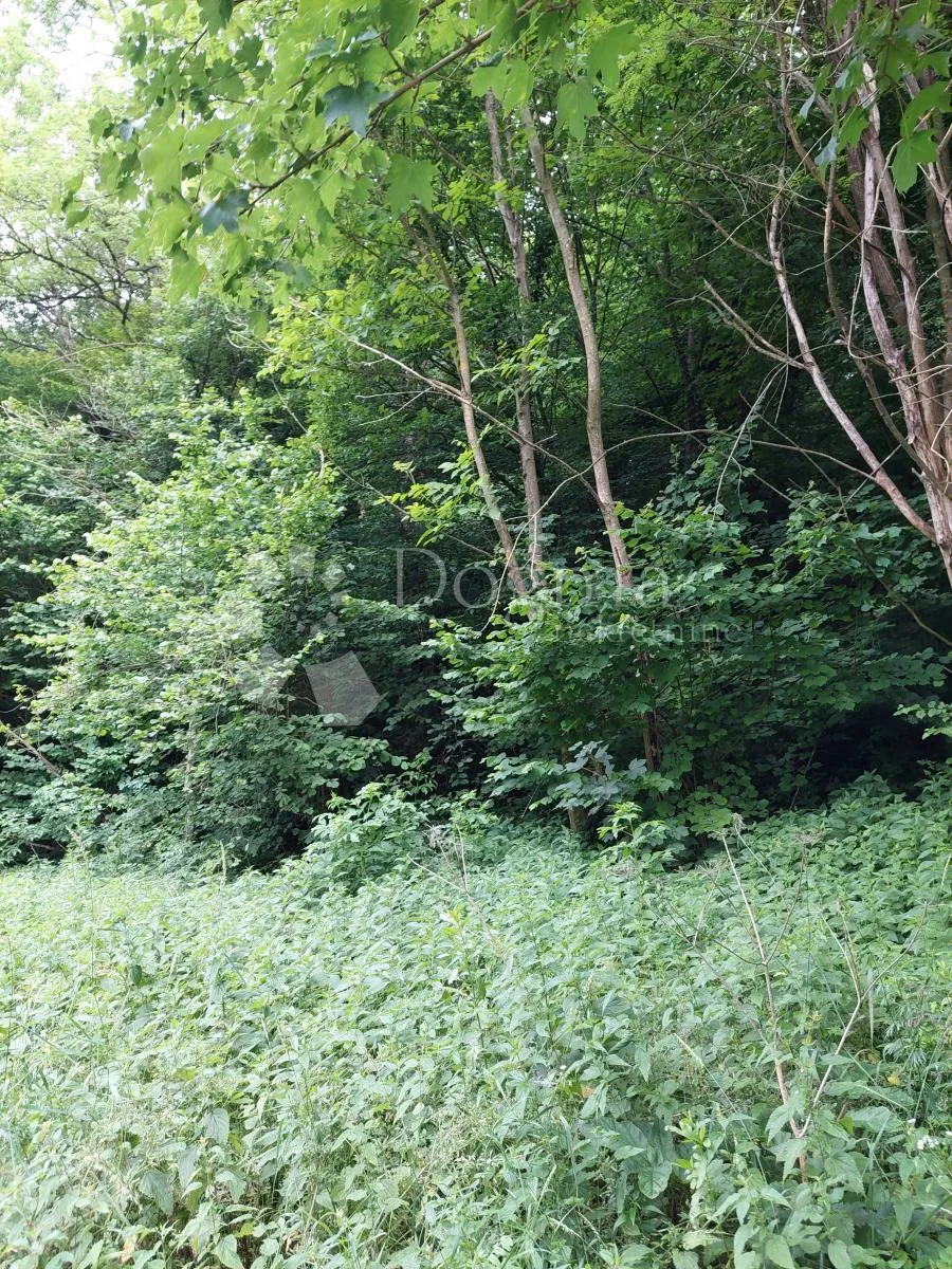 Šuma u Beletincu - Beletinec, Sveti Ilija