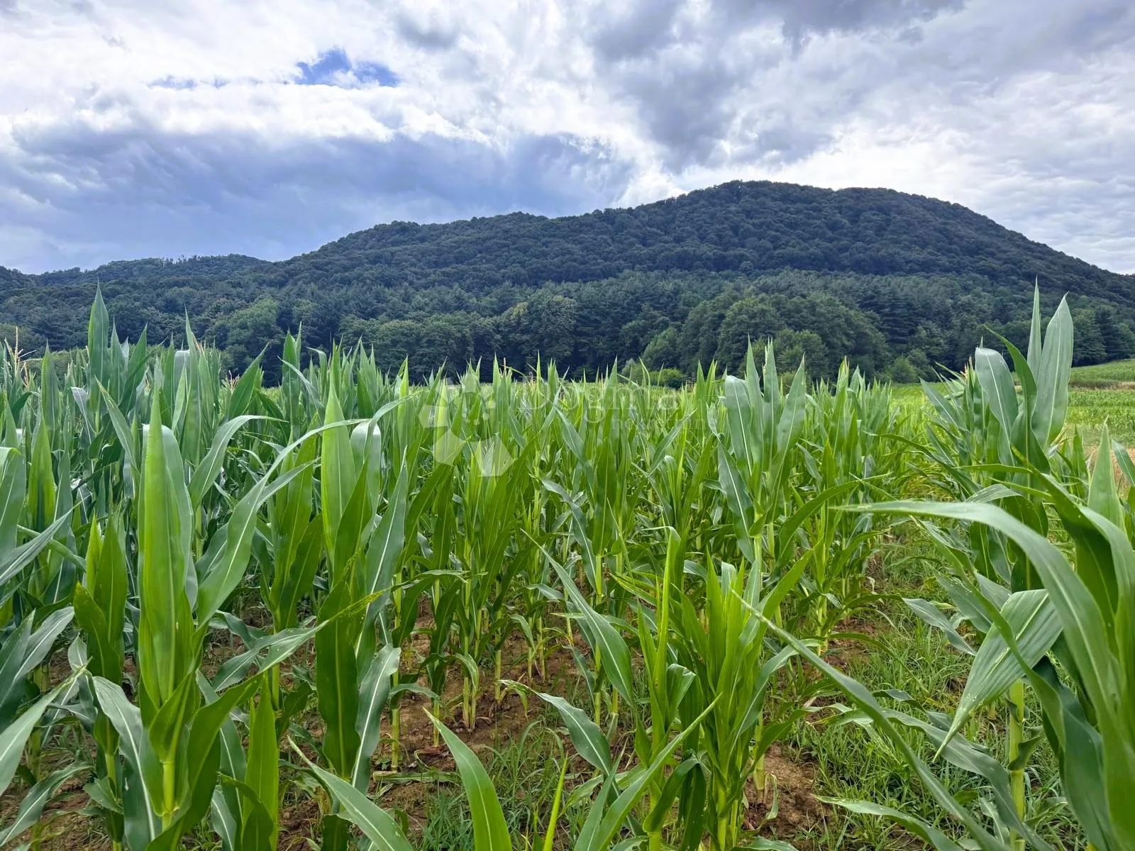 poljoprivredno zemljište 5143 m² - slika 1
