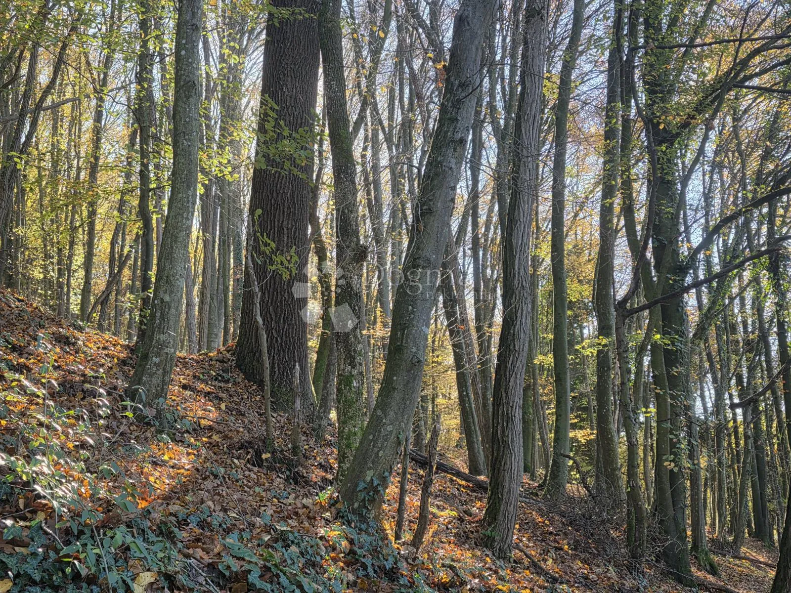 šuma i pašnjak 7.182m² u selnu kod krapinskih toplica - slika 7