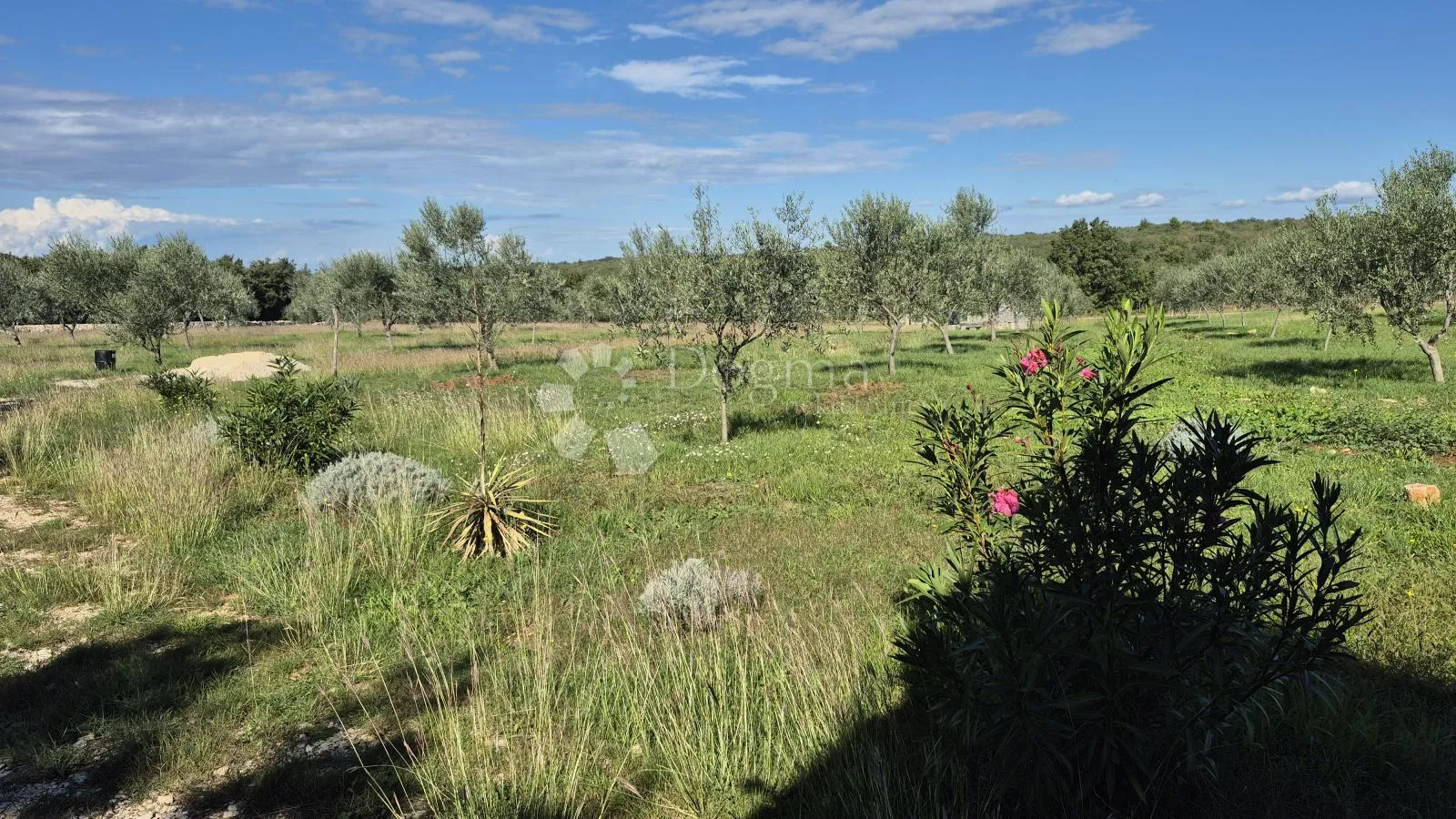 poljoprivredno zemljište sa istarskim kažunom i maslinama 13979 m2 - slika 12