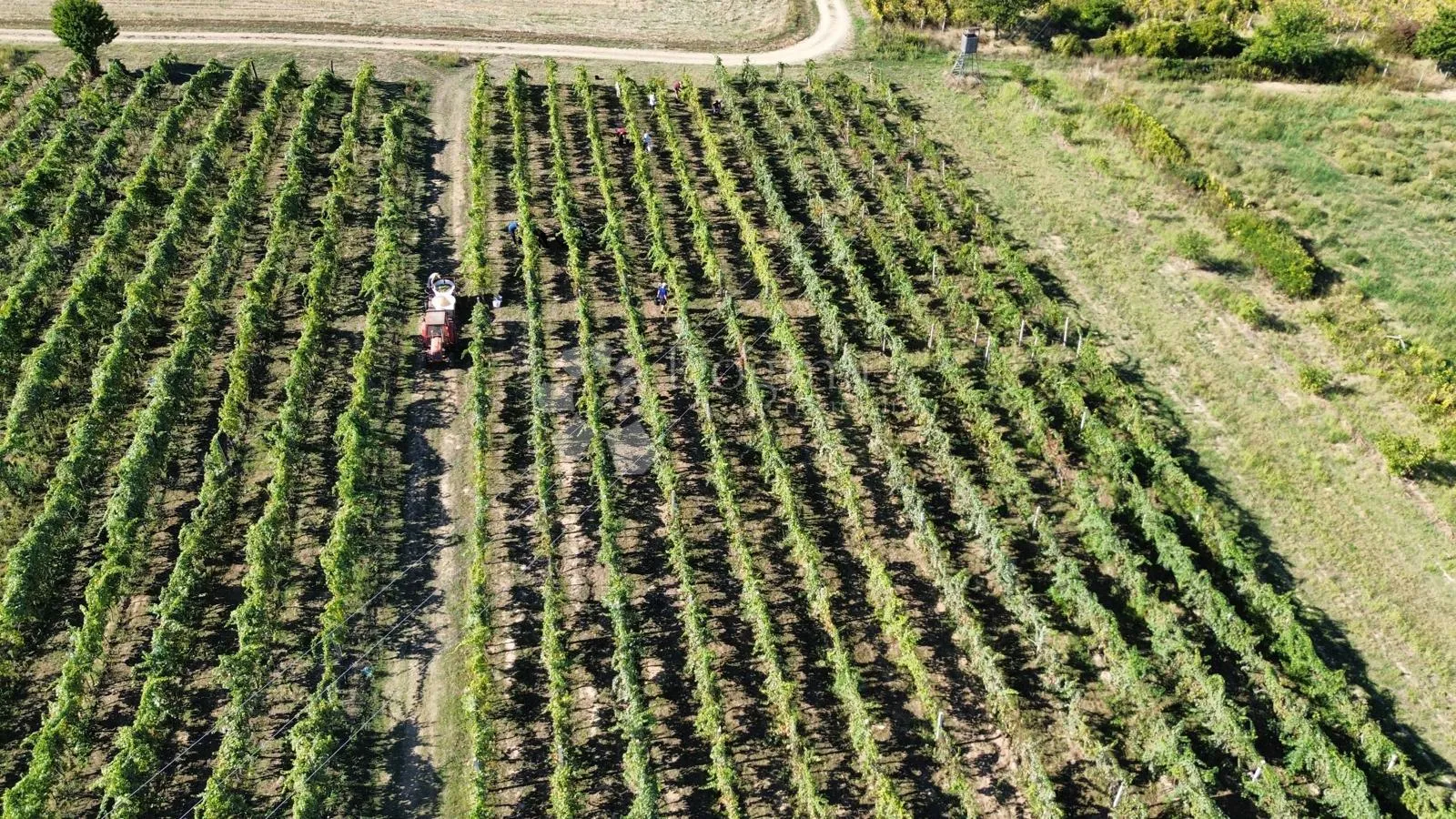 draž - zgrada za ekskluzivnu vinariju s kušaonicom i bazenom - slika 8