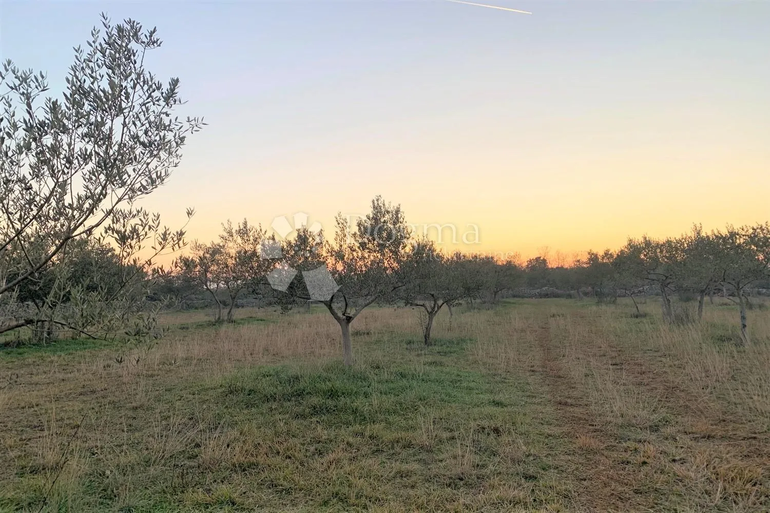 bale – maslinik i šuma 3 km od mora - slika 3