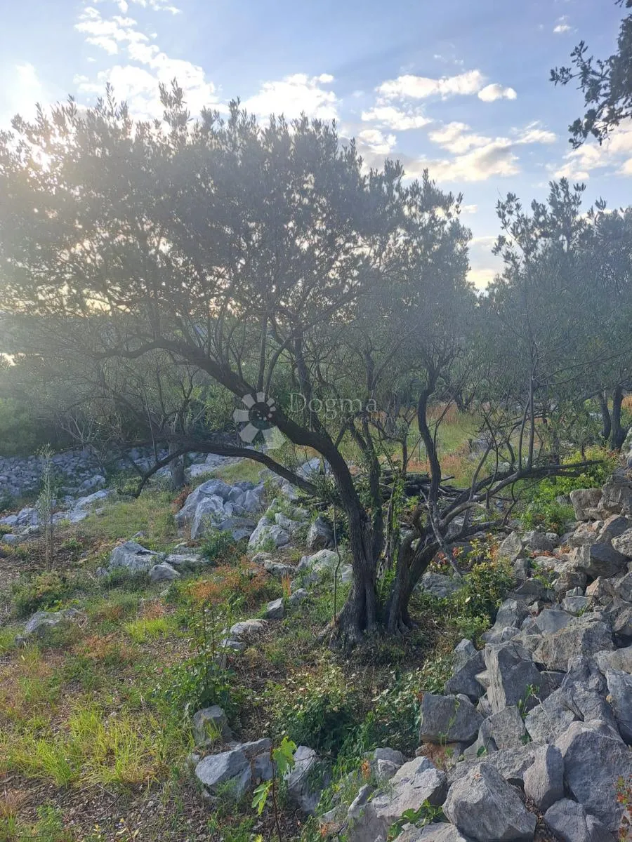 vaš kutak mediterana – maslinik s pogledom na more - slika 3