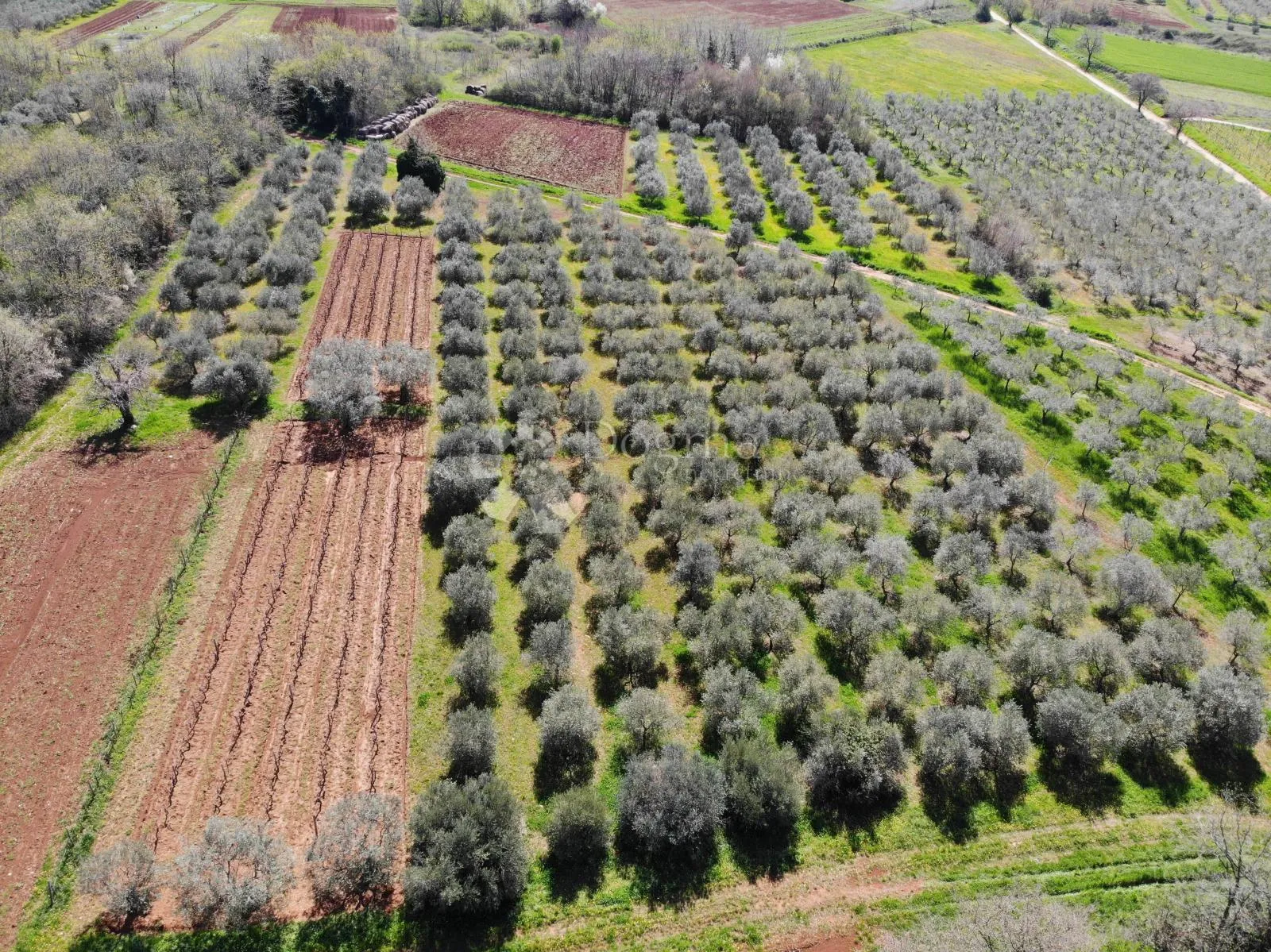prostrano zemljište s 340 maslina u okolici poreča - slika 3