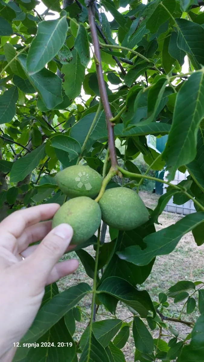 ograđen voćnjak s nasadom oraha i lješnjaka! - slika 11