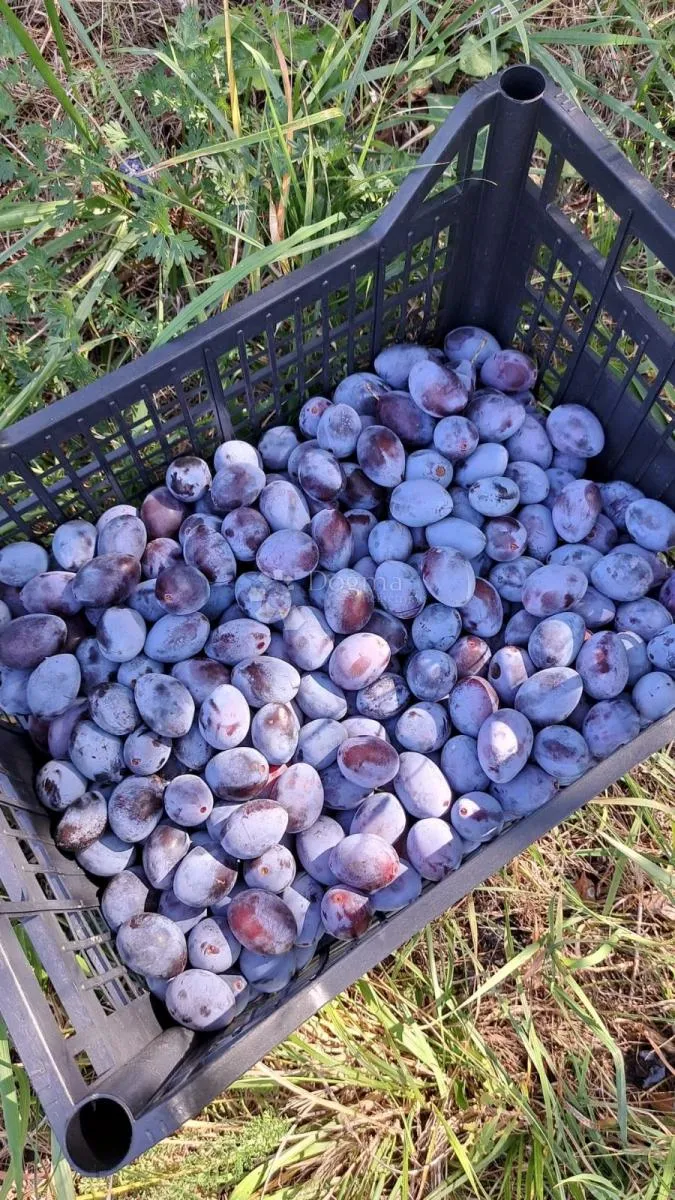 parcela u zelenoj zoni unutar građevinskog područja - slika 8