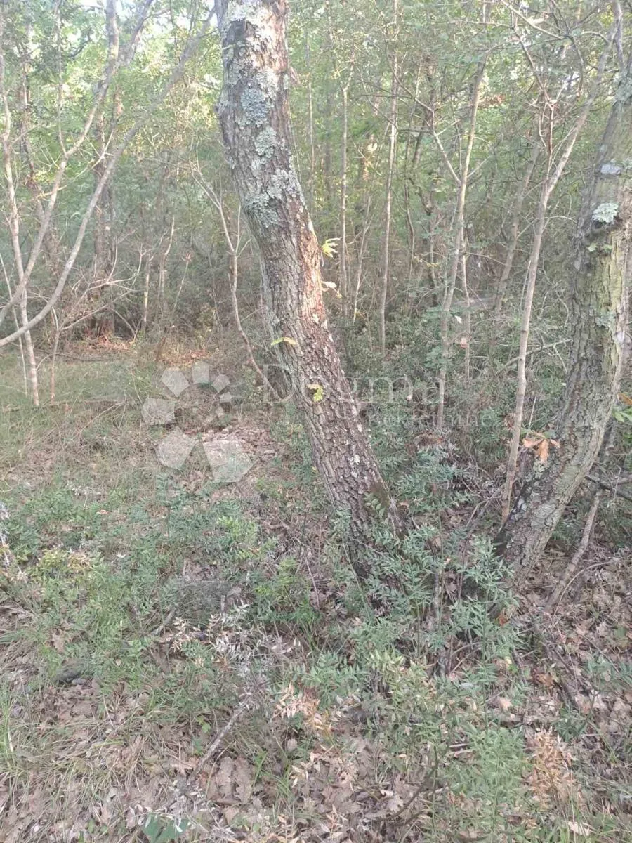prostrano poljovrivredno zemljište bale - slika 2